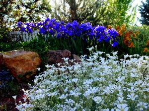 spring iris 017